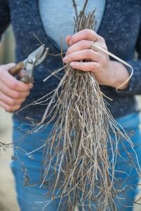 Pruning
