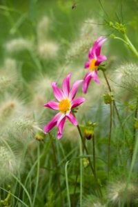 Romantic garden