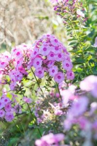 Flowering garden plants