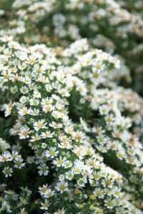 Michaelmas daisies: Aster ericoides 'Snowflurry' and Aster lateriflorus 'Horizontalis'