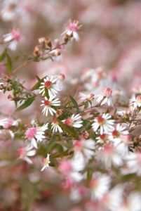 Michaelmas daisies: Aster ericoides 'Snowflurry' and Aster lateriflorus 'Horizontalis' Michaelmas daisies: Aster ericoides 'Snowflurry' and Aster lateriflorus 'Horizontalis'