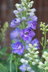 Perennials for full sun: Delphinium, Geranium and Origanum