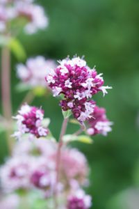 Perennials for full sun: Delphinium, Geranium and Origanum Perennials for full sun: Delphinium, Geranium and Origanum
