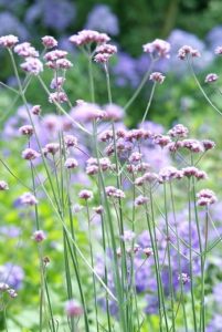 Attracting butterflies with nectar plants