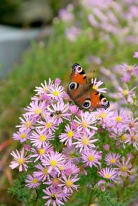 Attracting butterflies with nectar plants