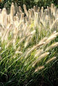Perennials in public green spaces
