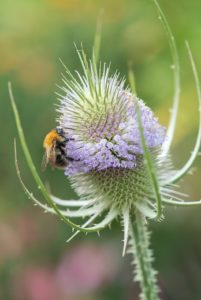 Attracting butterflies with nectar plants