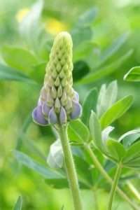 Attractive lupines