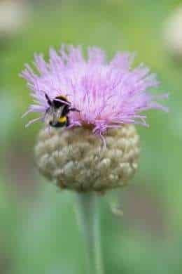 Plant perennials and turn your garden into a haven for bees