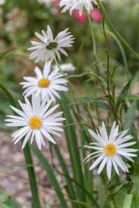 Margeriten: sommerliche Perlen