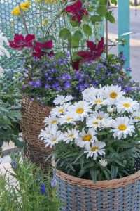 Margeriten: sommerliche Perlen