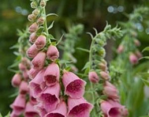 Digitalis mertonensis